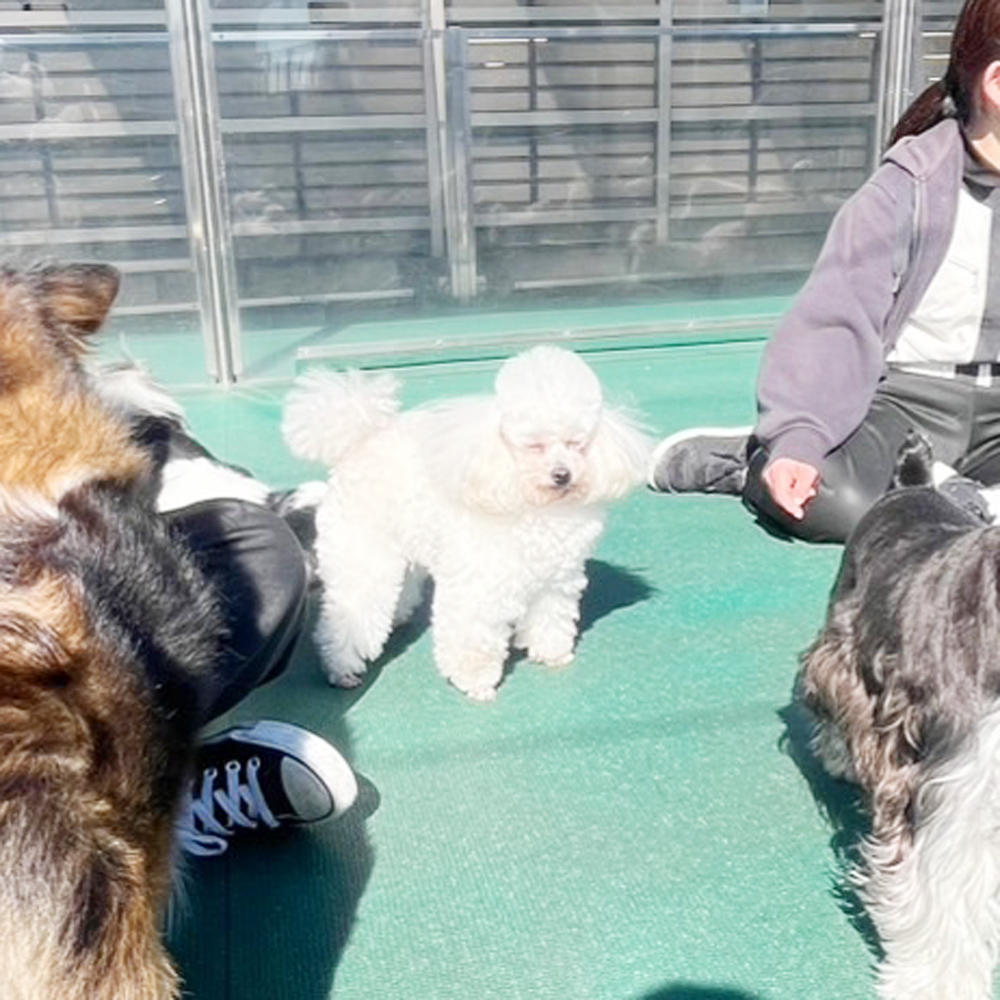 生徒が撮影したモデル犬たちの写真！